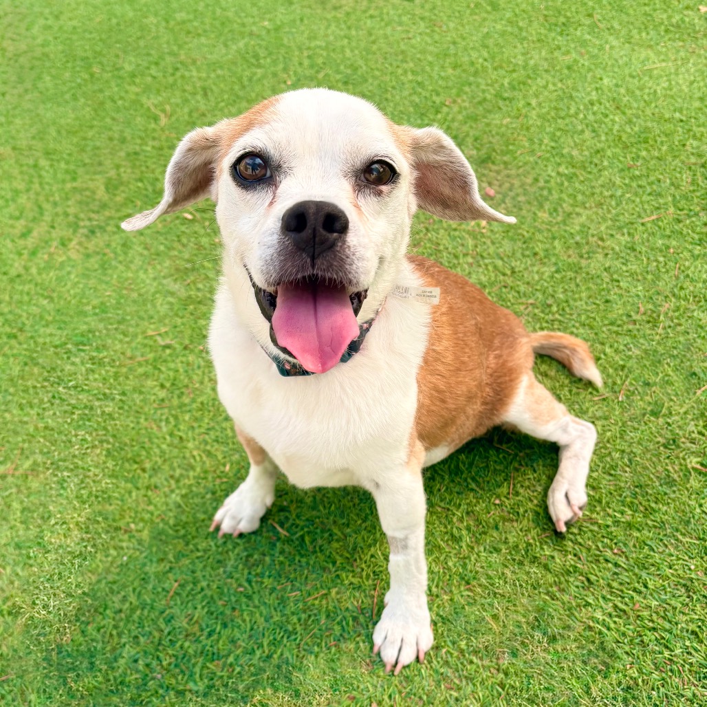 BLOSSOM - Mixed Breed (Small) for adoption in Las Cruces