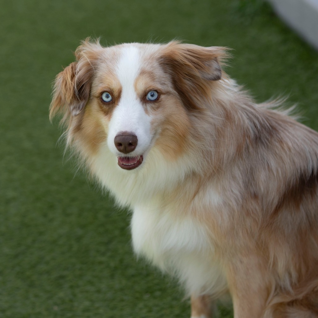 ROSEALIE (MR26-315) - Shepherd / Australian available for adoption