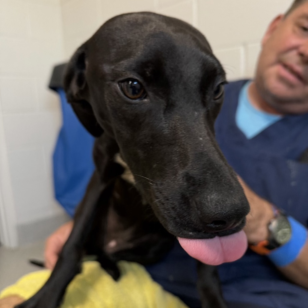 Nebula - Black Mouth Cur for adoption in Florida