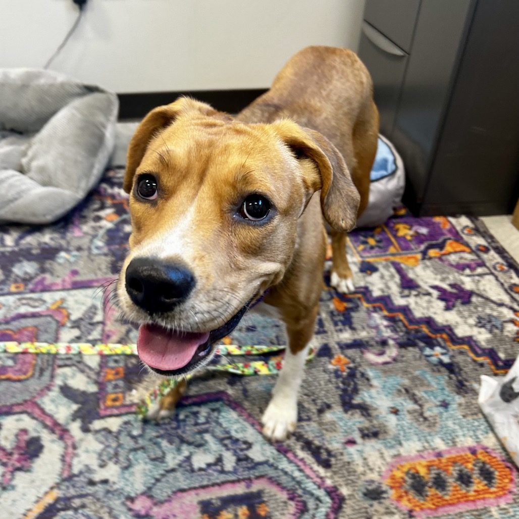 ISABELLA - Mixed Breed (Medium) available for adoption