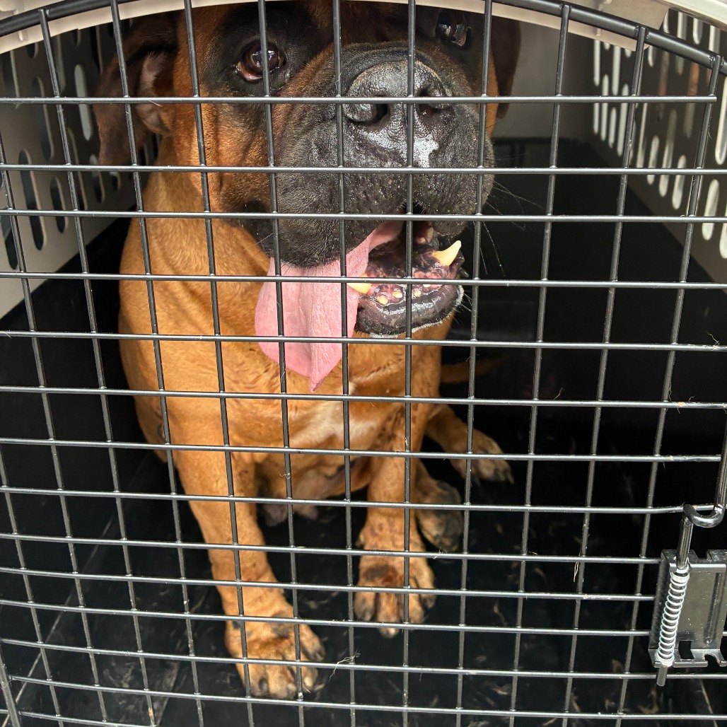 Stella