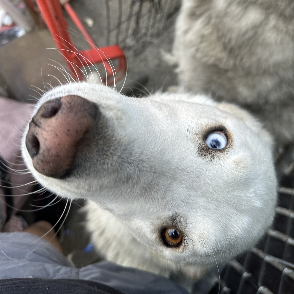 Quinn (bonded with Loki) — thumbnail 3