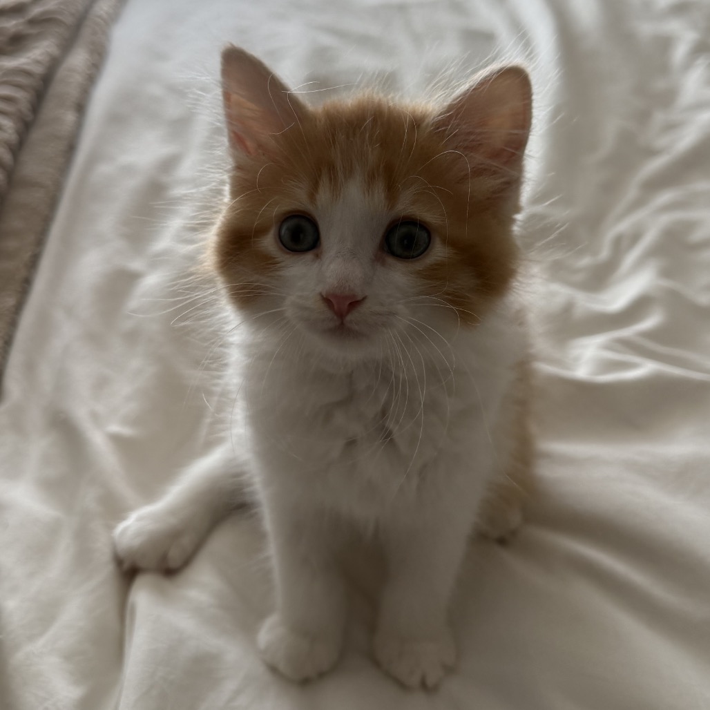 Frodo (orange)