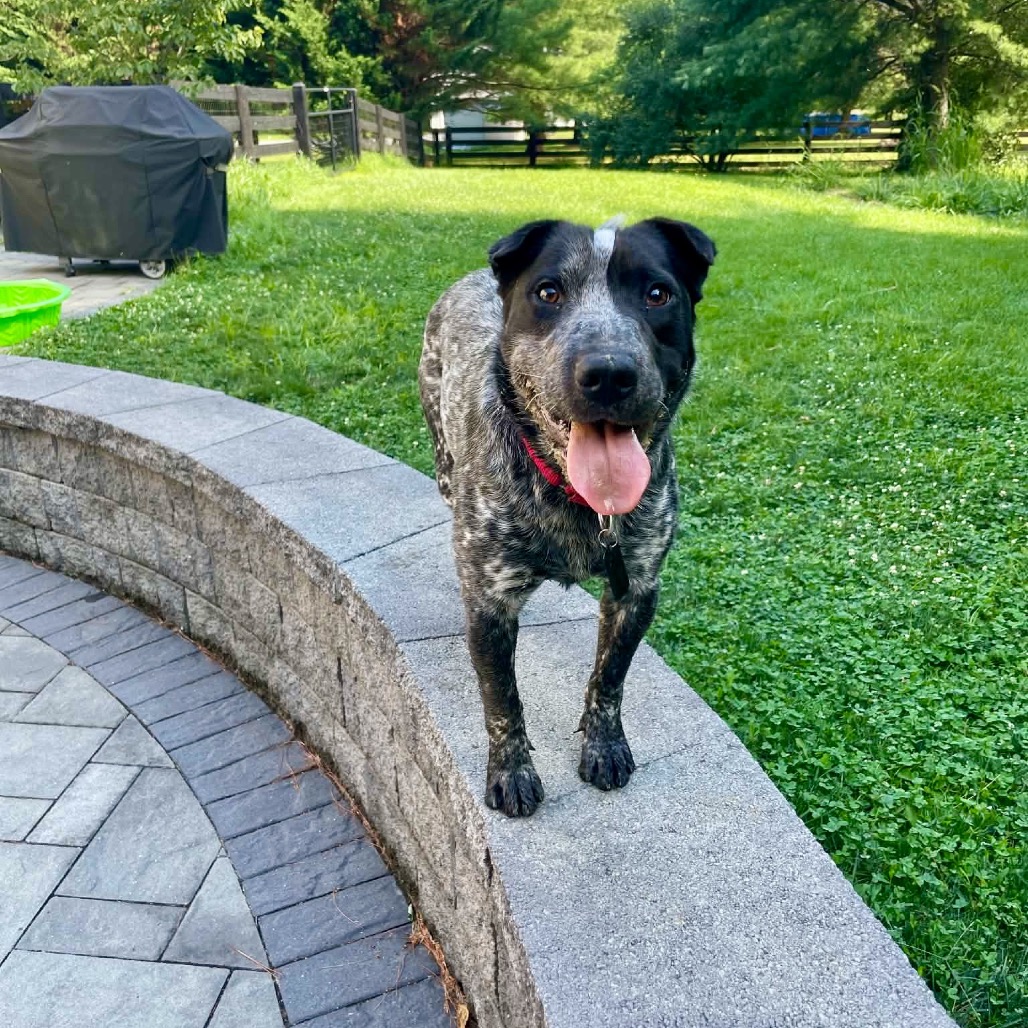 Banjo, photo 4