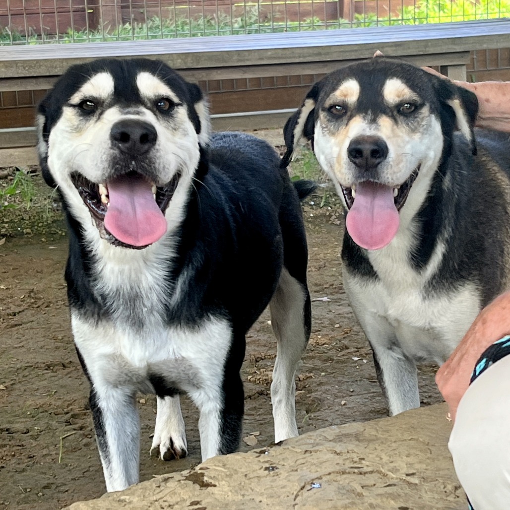 SUNDANCE KID - Shepherd / Mixed Breed (Medium) available for adoption
