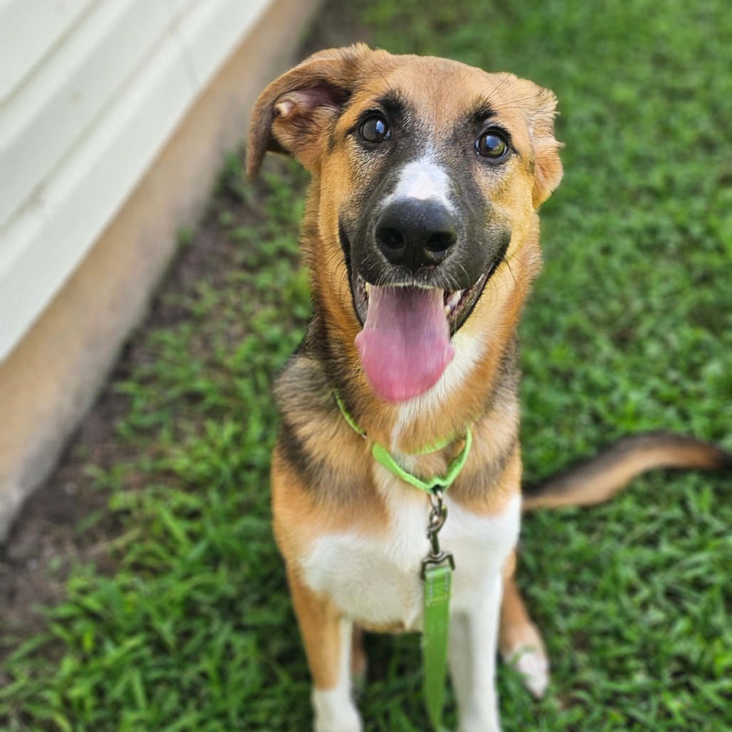 Loki