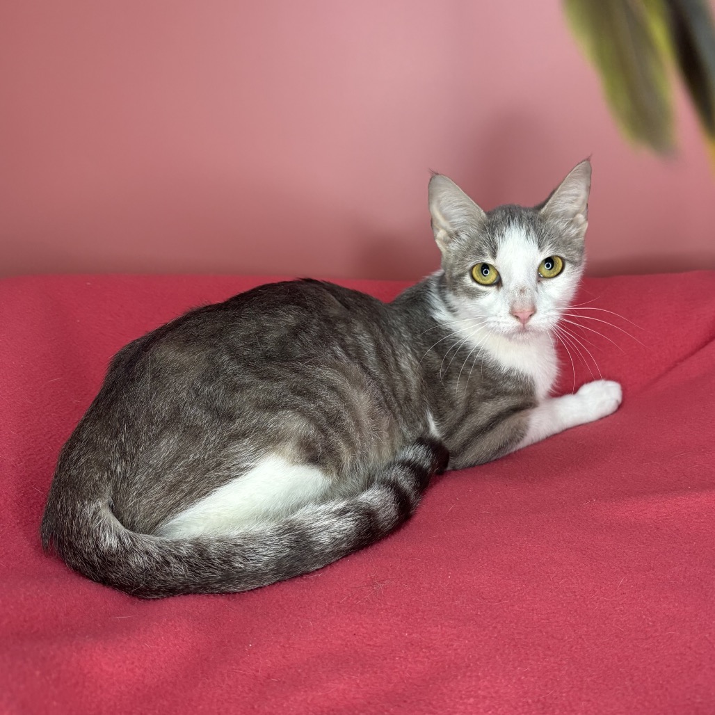 CINNA - Domestic Shorthair available for adoption