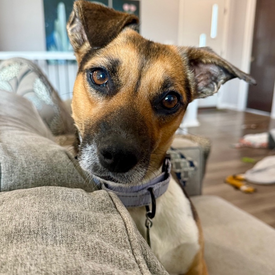 Adoptable Dogs — Rescue Network