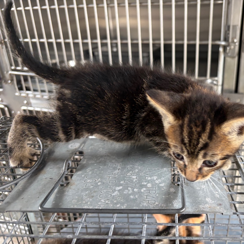 FITZY - Domestic Shorthair available for adoption