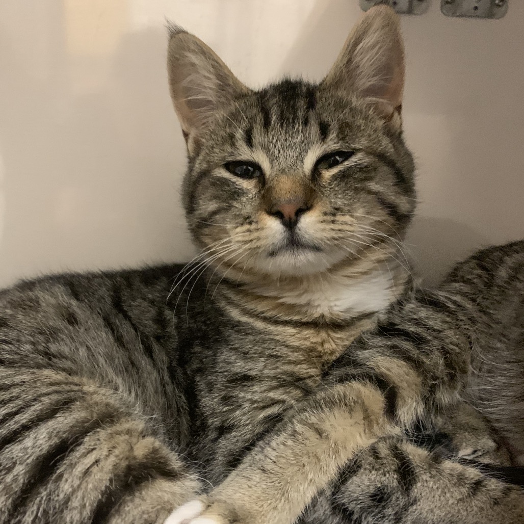 Ricky - Domestic Shorthair