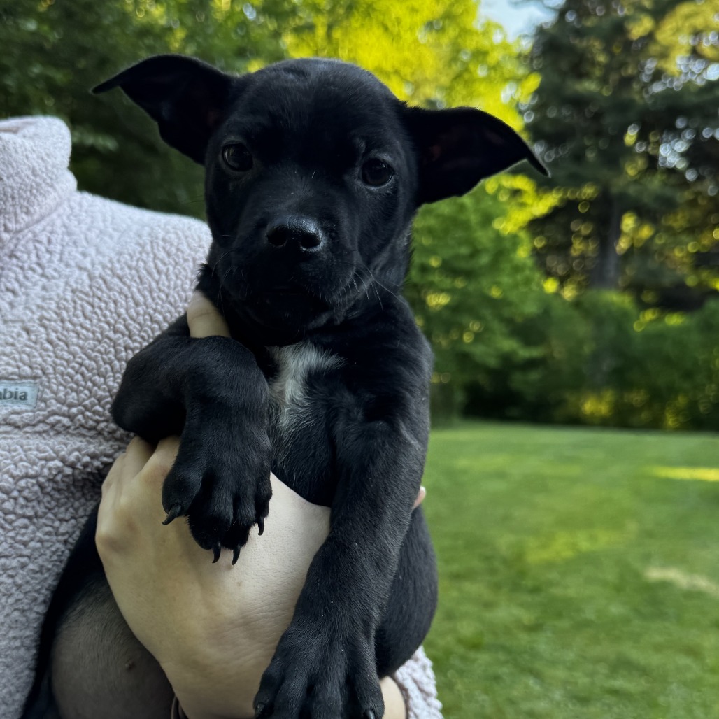 NY Star Crunch Avail Jun 13 (Choice Pet Carmel)