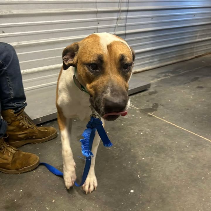 DUKE - Hound / Mix available for adoption
