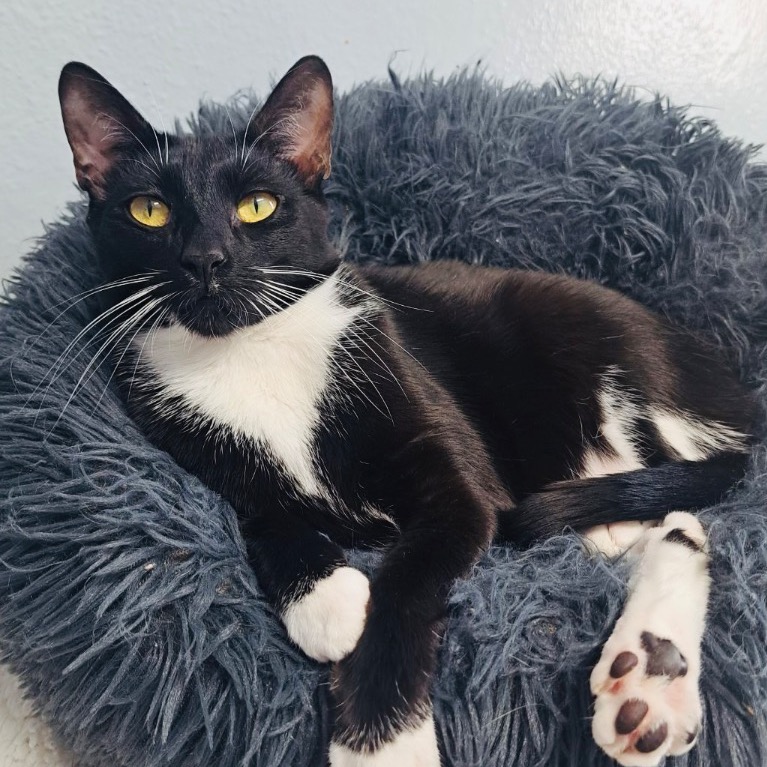 Another portrait of Swaddles