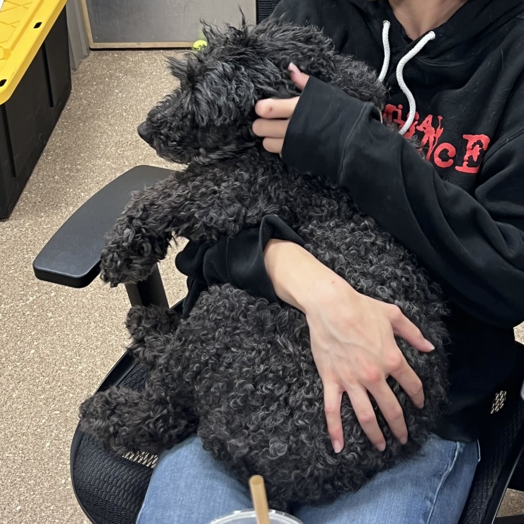BEAUX - Poodle / Miniature available for adoption
