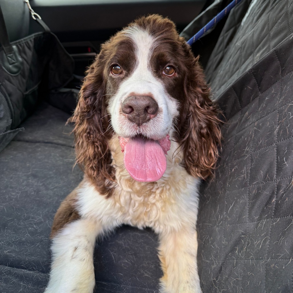 Photo of Bailey