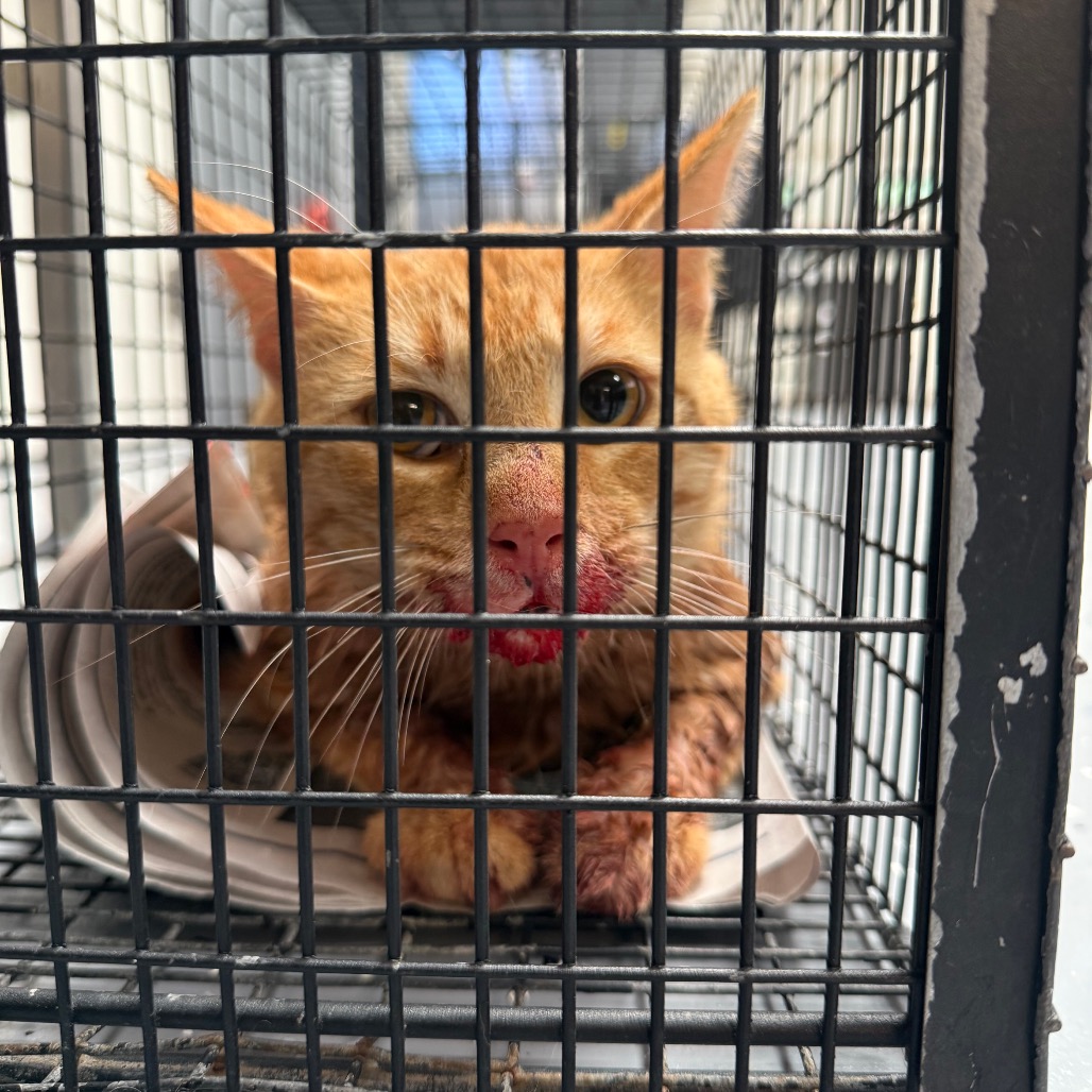  Photo of TUSC-Wildlife-83993