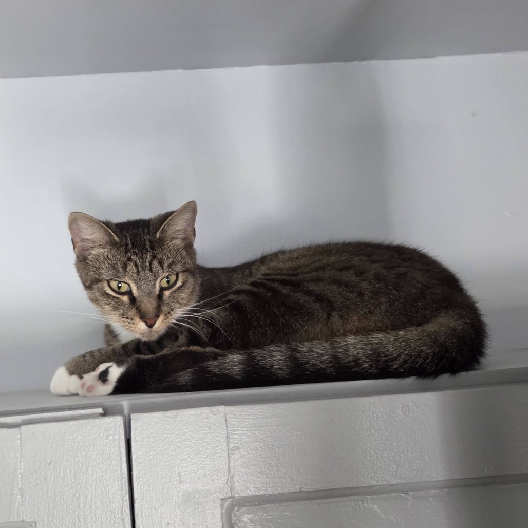 Sprinkles, photo 8