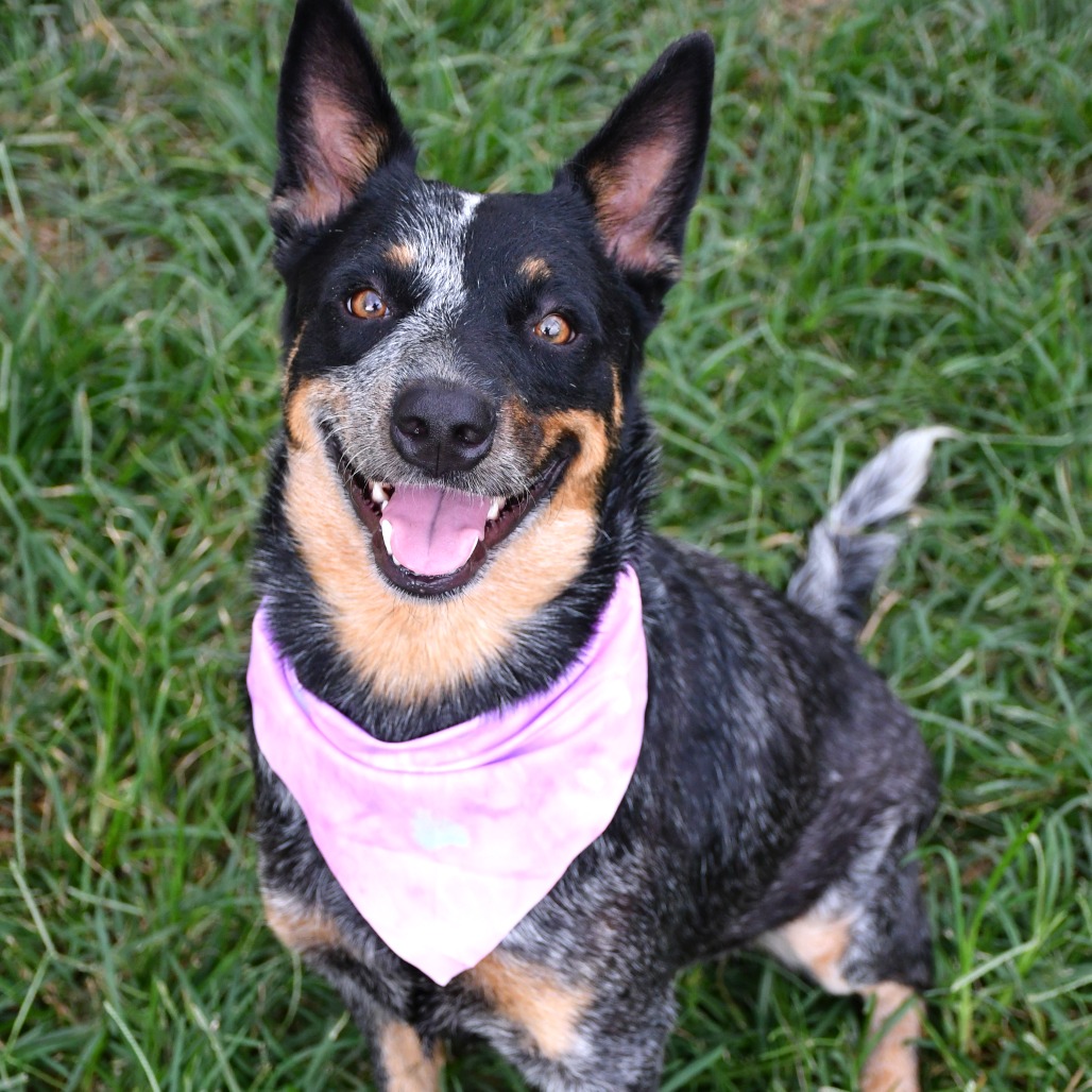 LILITH - Cattle Dog / Australian (Blue Heeler) available for adoption