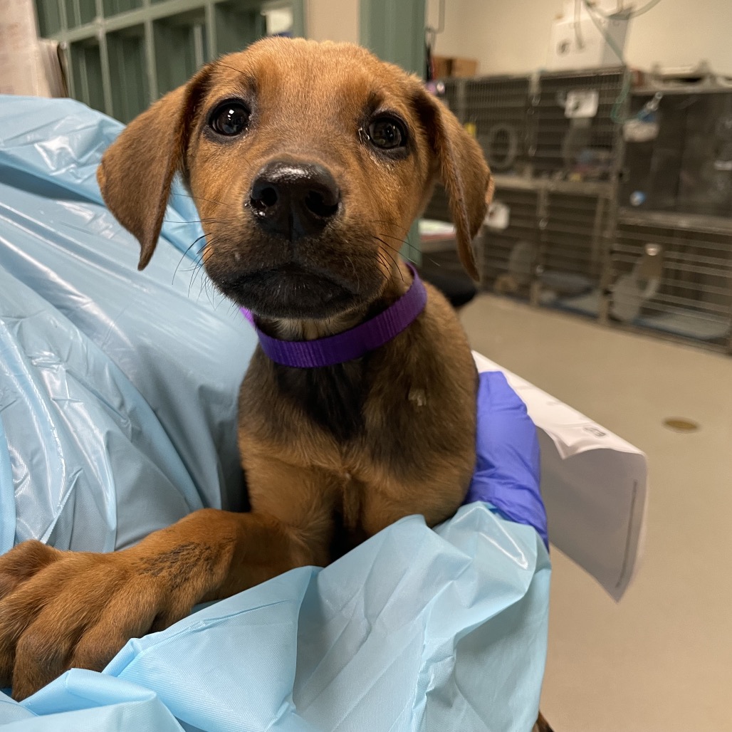 Black Mouth Cur