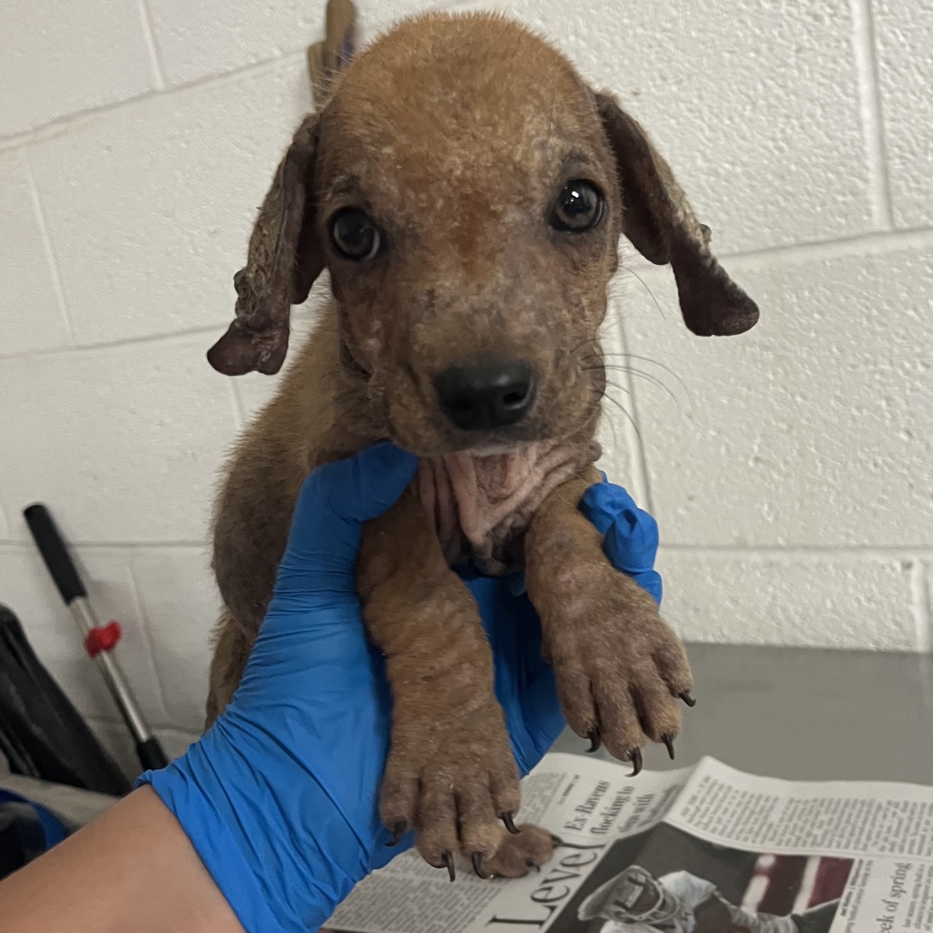 MOLE - Terrier available for adoption