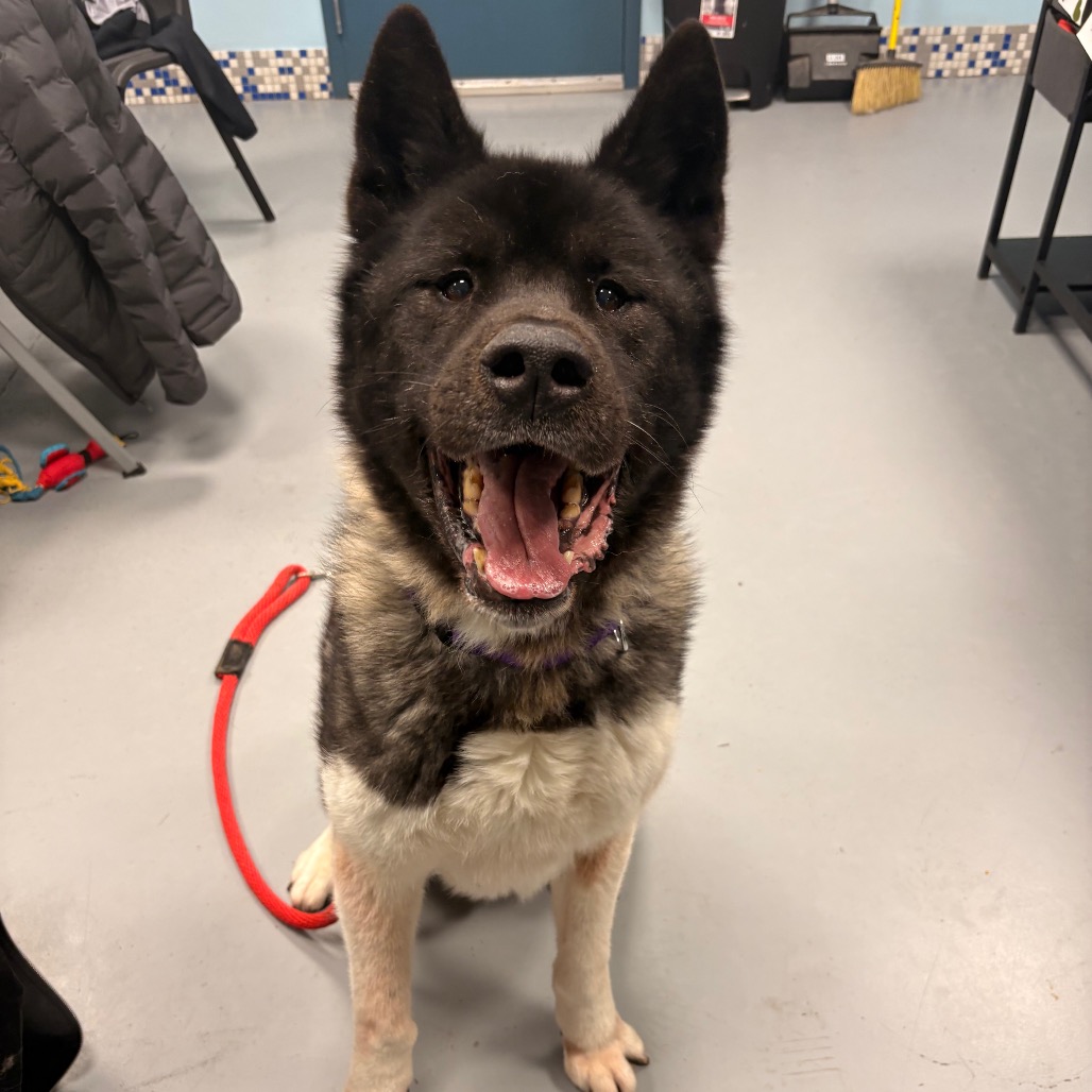 Onyx — thumbnail 3