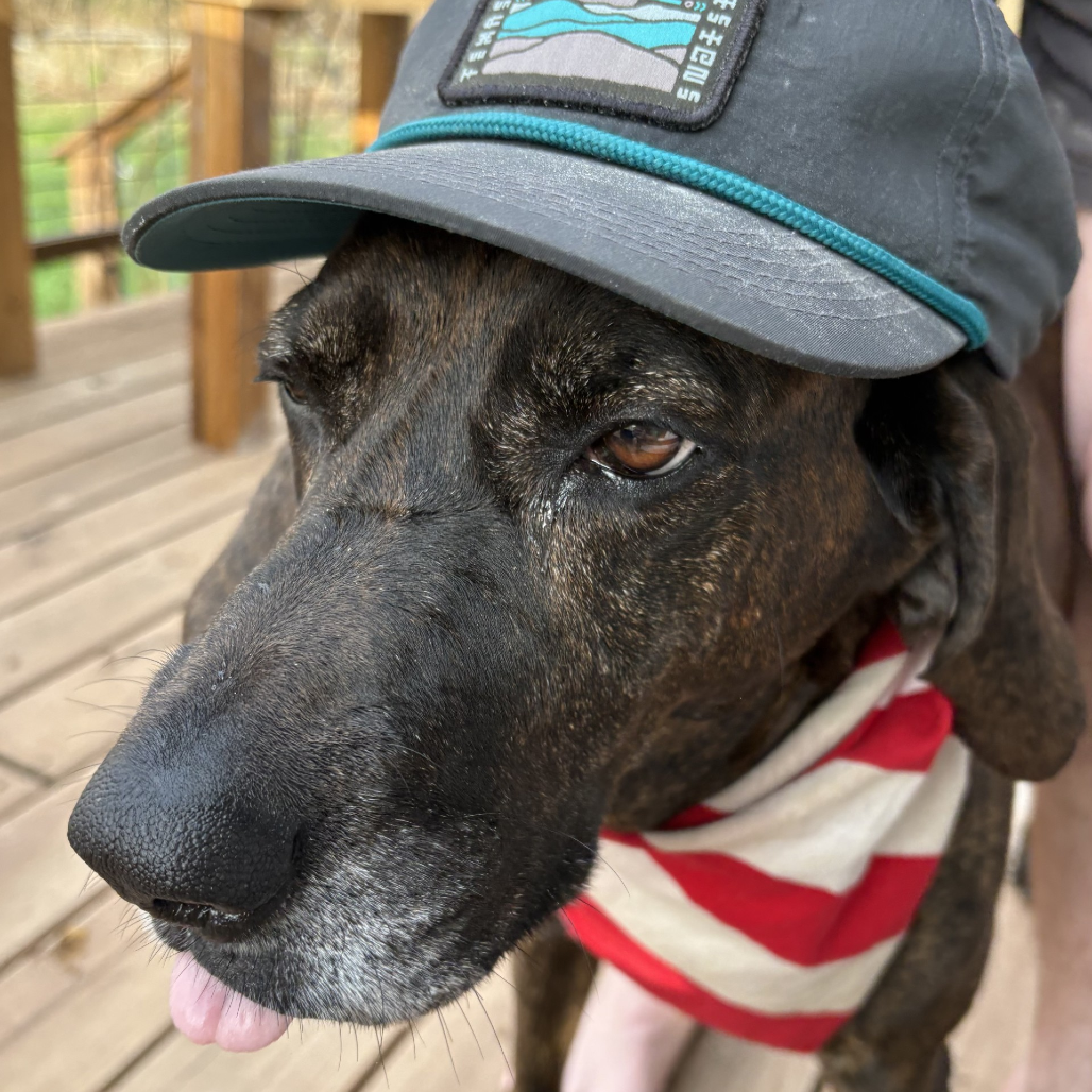 Missy, photo 7