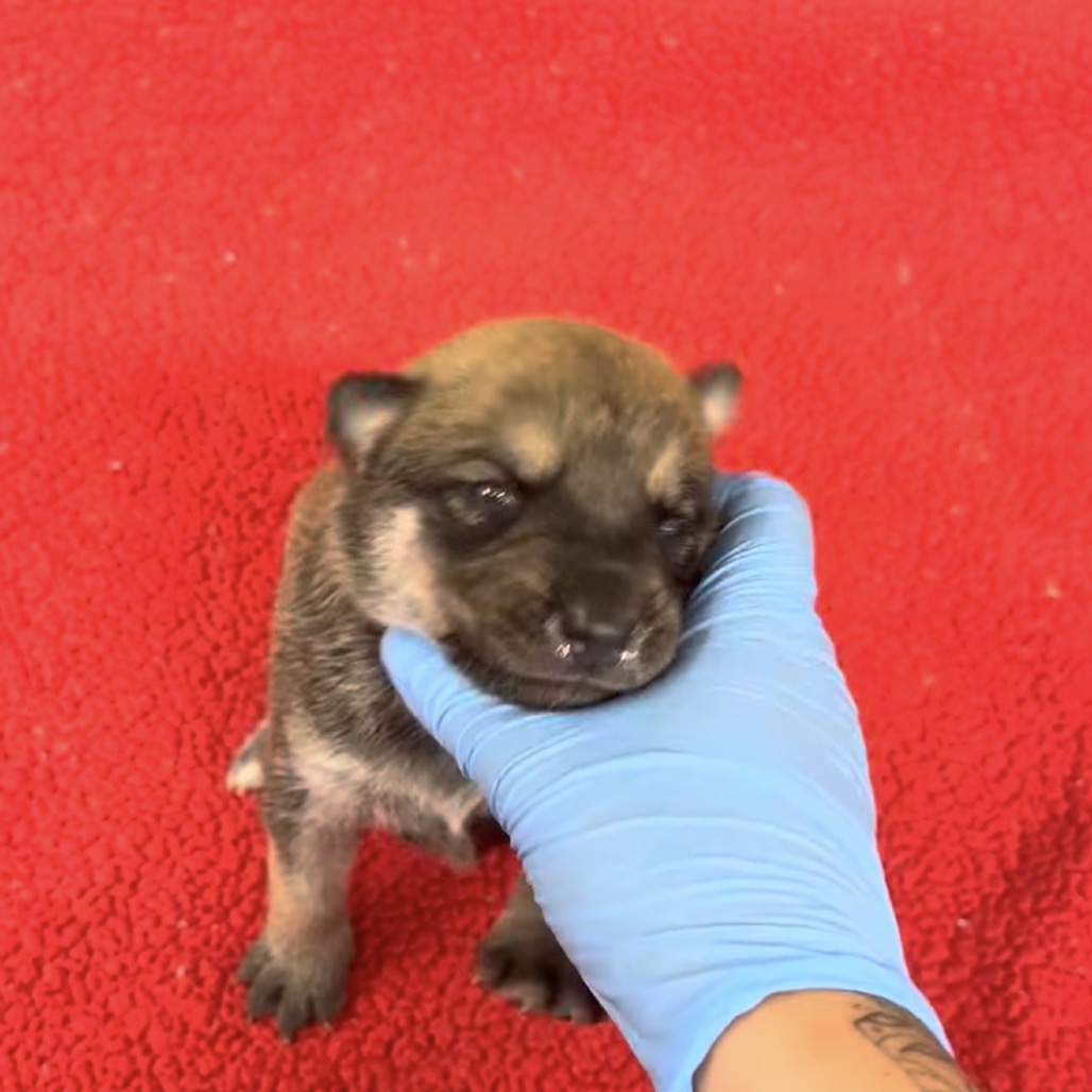 Cindy, photo 2