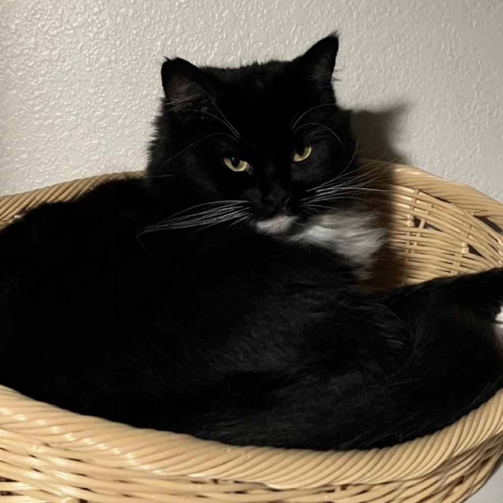 BUBBA - Domestic Shorthair available for adoption