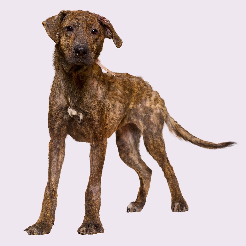“Lexi” Electra (aka Chew-Chee), photo 5