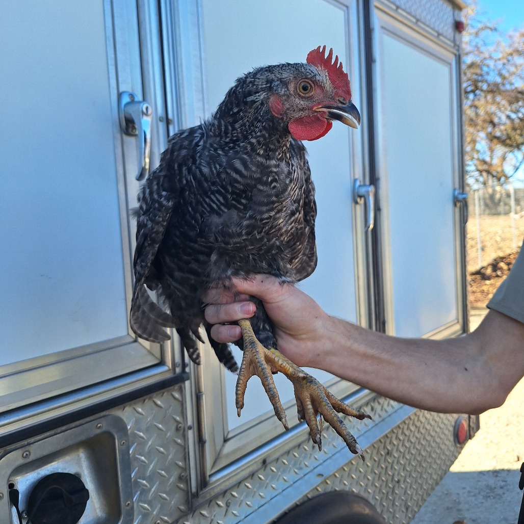 UpperPen#2Rooster2's preview photo