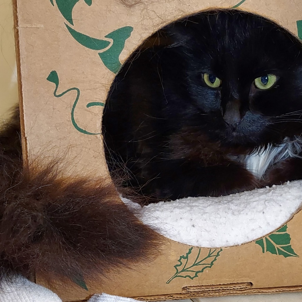 FUZZY - Domestic Longhair available for adoption