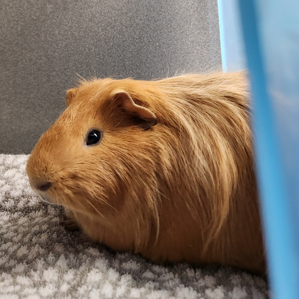Miso