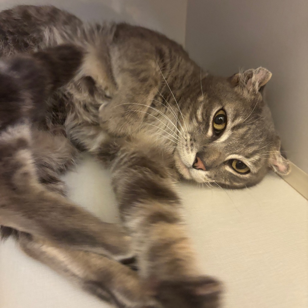 Eeyore - Domestic Shorthair