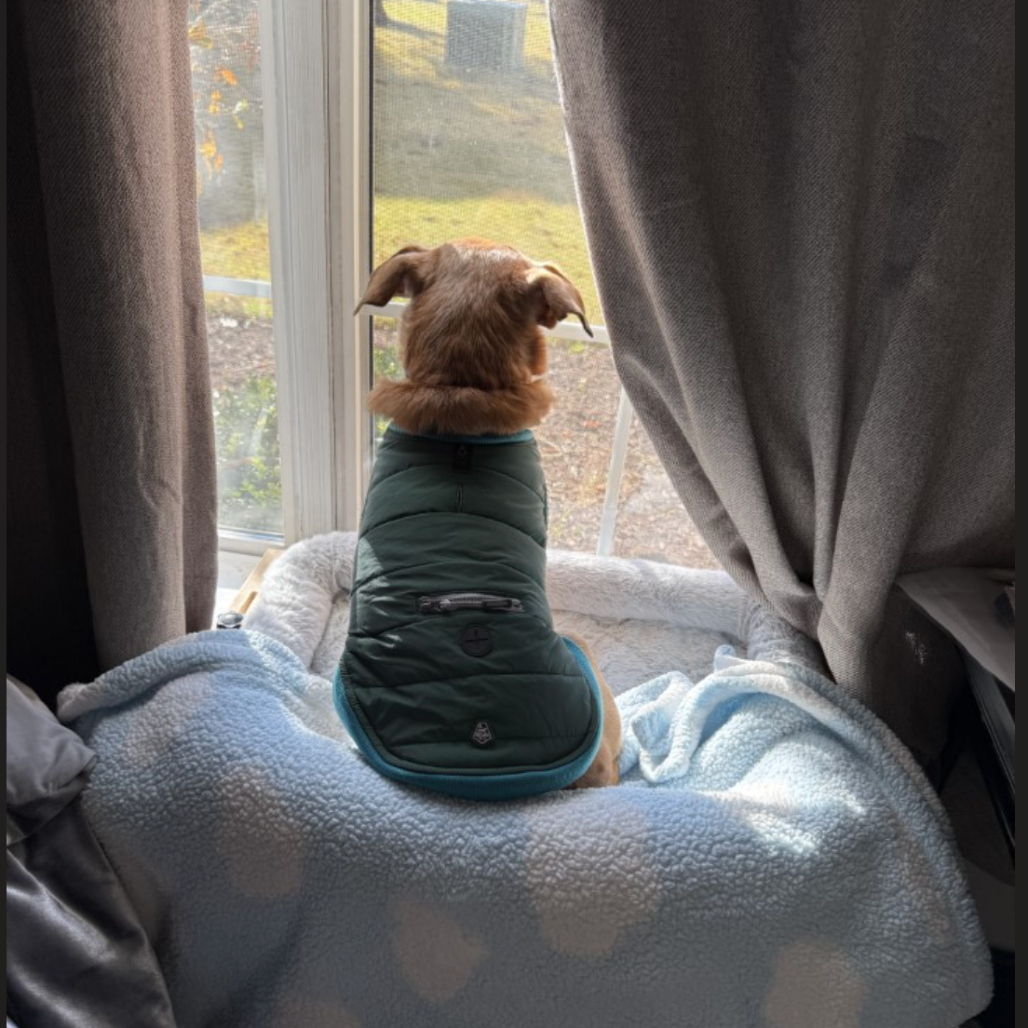 Barney (Courtesy Post) — thumbnail 5