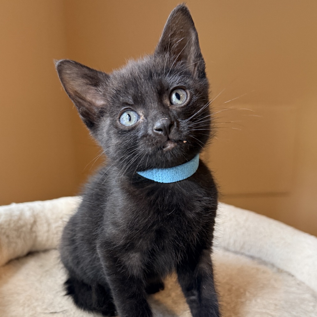 CHESSIE - Domestic Shorthair available for adoption