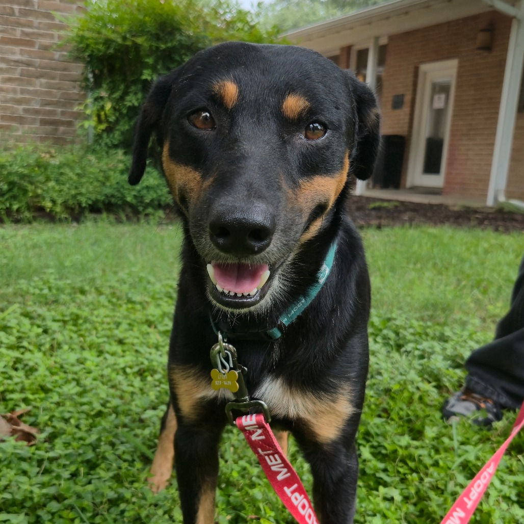 STONE - Hound, Black and Tan Coonhound / Beauceron available for adoption