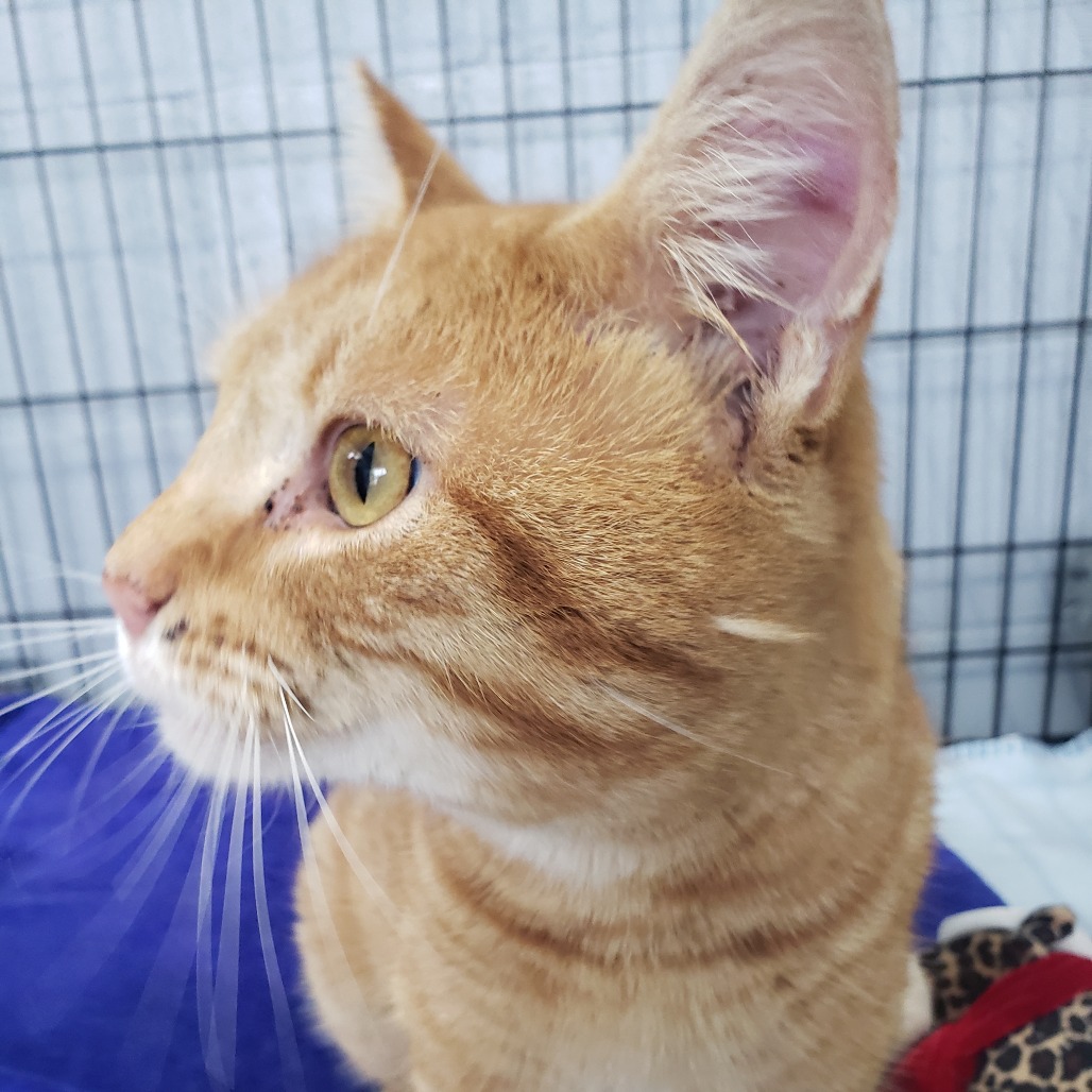Thor Oliver, a Domestic Shorthair