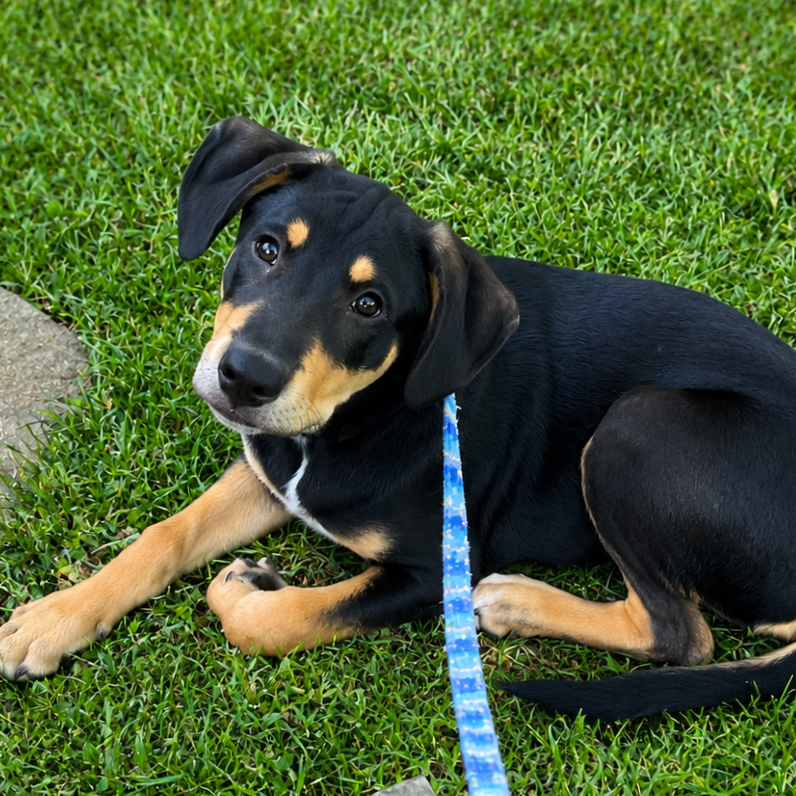 CORNELIUS - Pinscher, Doberman / Mixed Breed (Medium) for adoption in Silver Spring