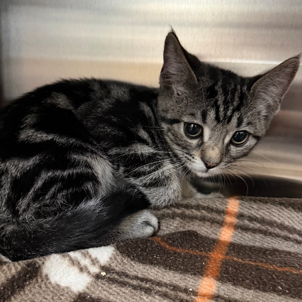 GIMLI - Domestic Shorthair available for adoption