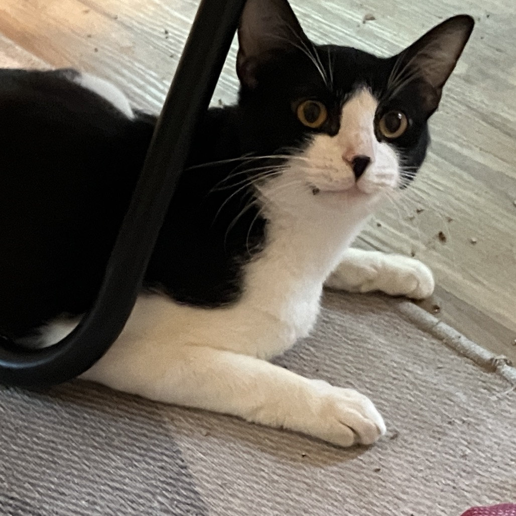 Photo of Sailor Cat Blackbeard