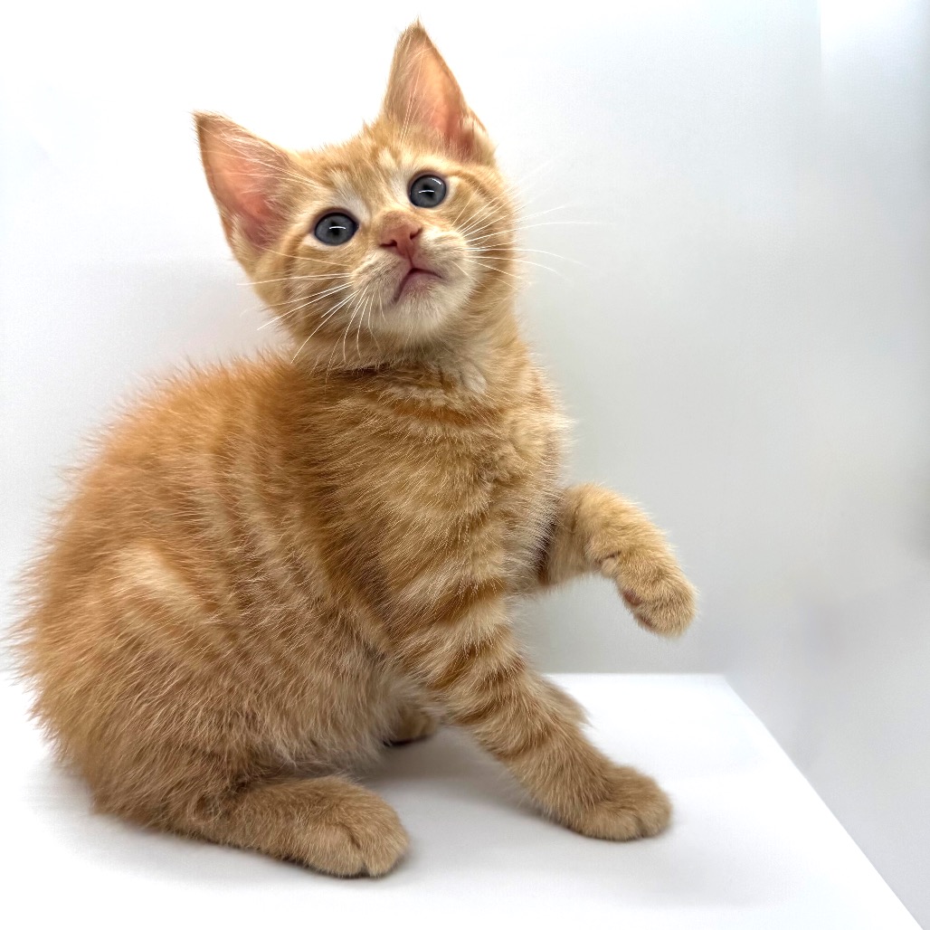 AUGUSTUS - Domestic Shorthair available for adoption