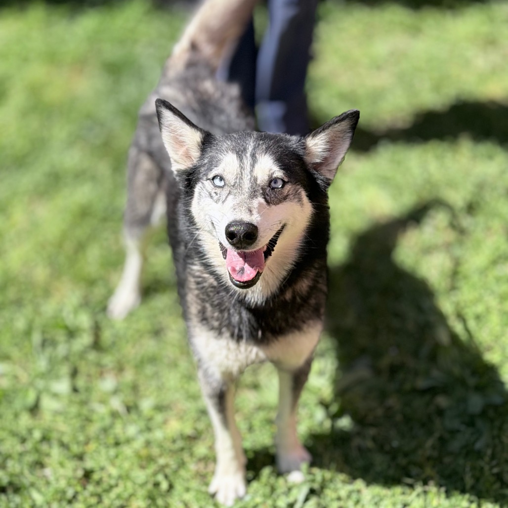 Kennel#21(Miska)'s preview photo