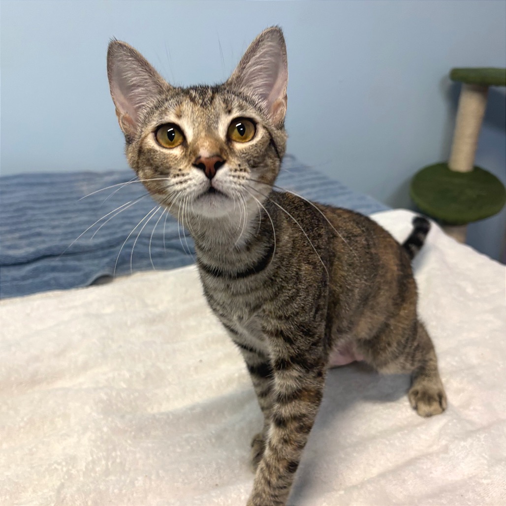 Close-up photo of Artemis