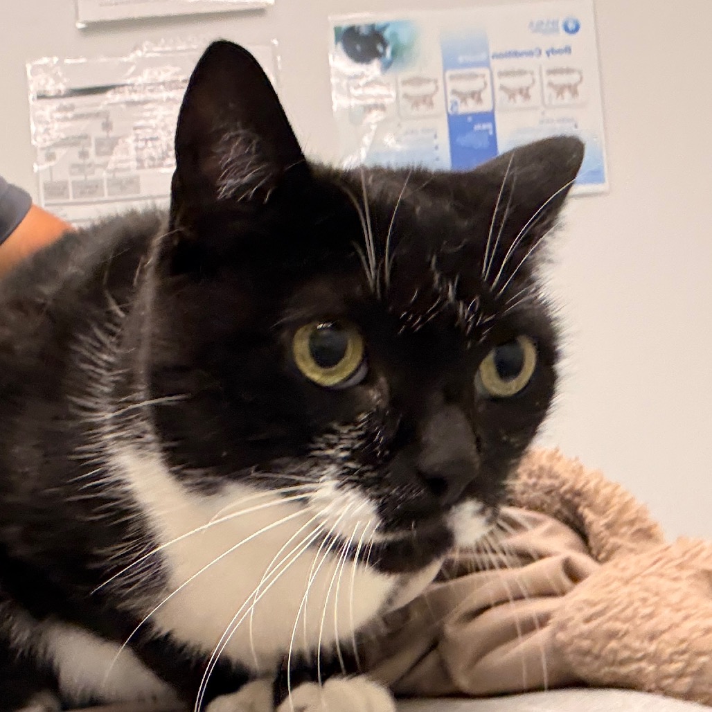 PARIS - Domestic Shorthair available for adoption