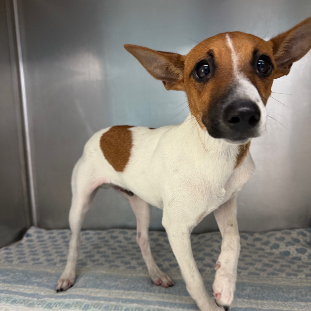 HHTX-STRAY-23244 - Unknown available for adoption