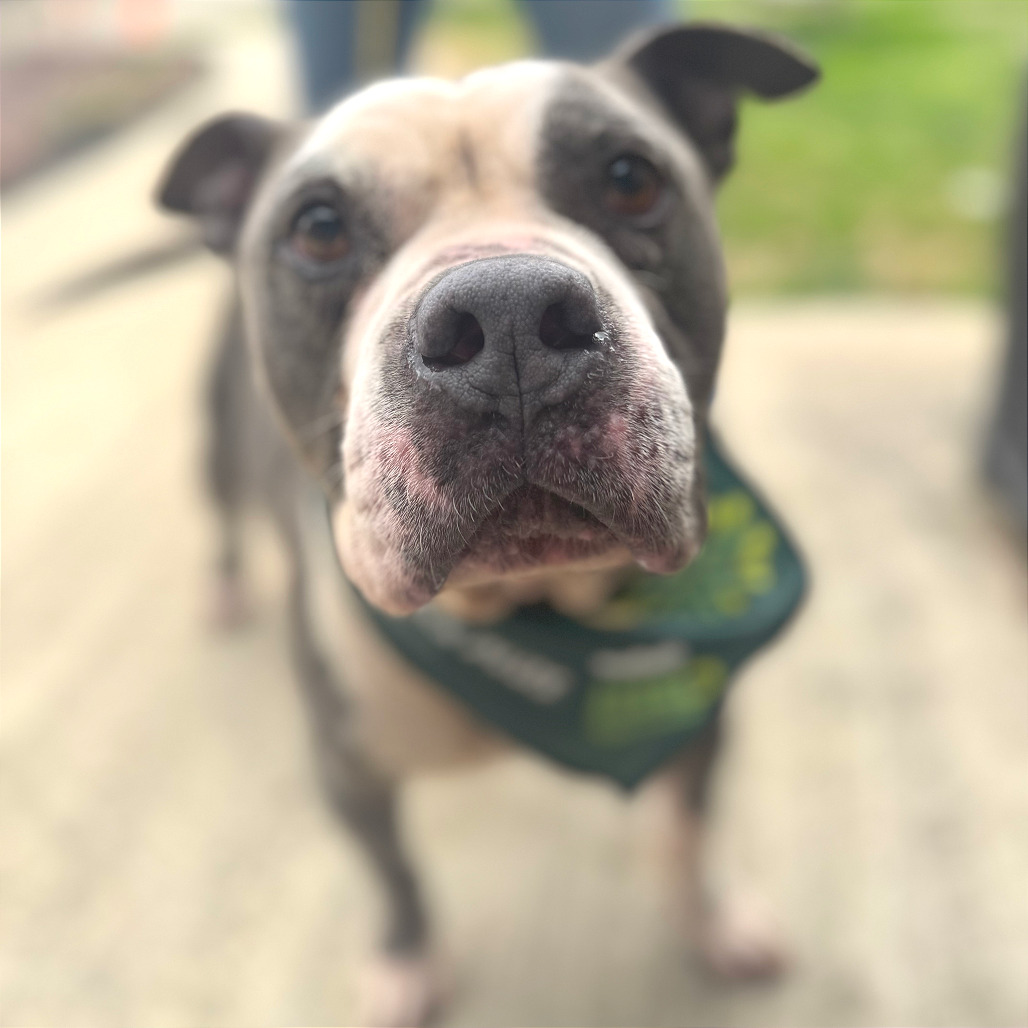 Trooper — thumbnail 5