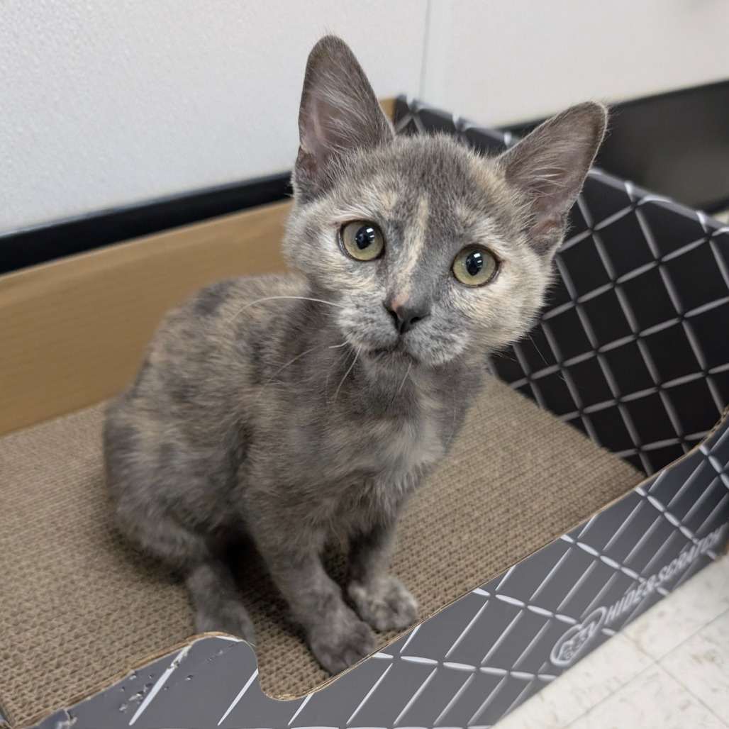 TANYA TOUGH KNUCKLES MEATLOAF BANANA BREAD - Domestic Medium Hair for adoption in Sunnyvale