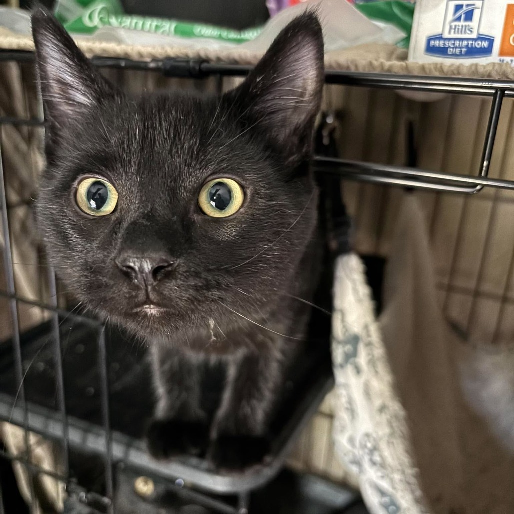 TACO-AT PETSMART MADISON EAST - Domestic Shorthair available for adoption