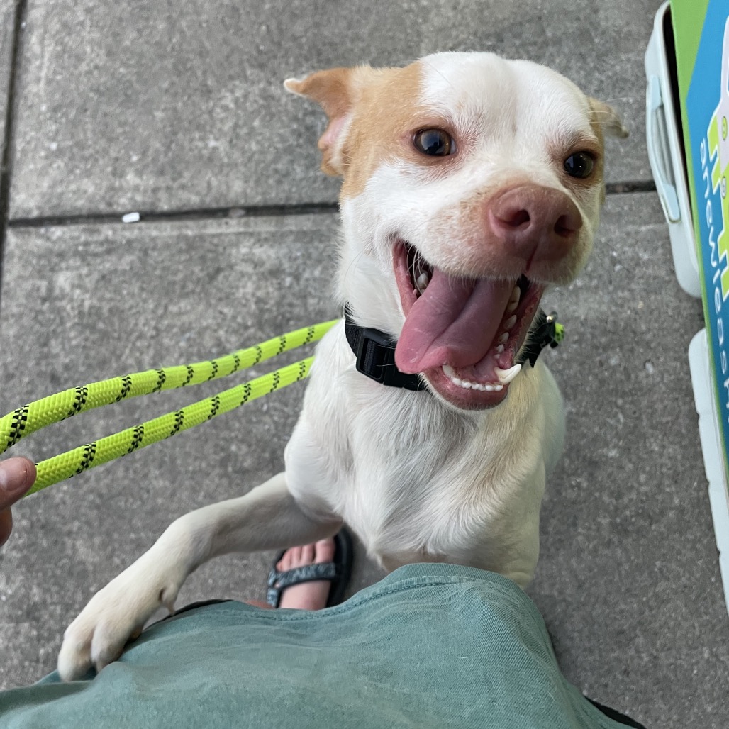 Palomino — thumbnail 4