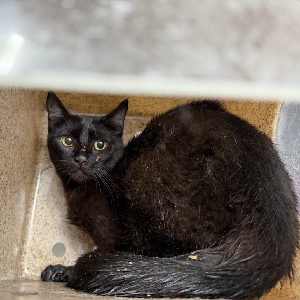 Tusc Wildlife 84834 2